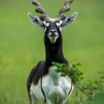 छत्तीसगढ़ का बरनवापारा अभयारण्य बना विलुप्ति के कगार पर पहुंचे काले हिरणों के पुनर्जीवन का मजबूत उदाहरणस्थानीय विलुप्ति से लेकर लगभग 200 की संख्या तक पहुँचे काले हिरण : ‘मन की बात’ में मिली राष्ट्रीय पहचान