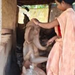 गणपति बप्पा की मिट्टी की प्रतिमा बनाकर बस्तर की महिलाओं ने हुनर से कमाए 1.80 लाख रुपए